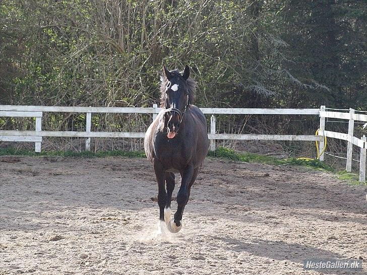 Dansk Varmblod Sazkibard S *My Soulmate* - Man kan ikke andet end at elske dig! ♥ Du er bare et skønt væsen!  billede 11