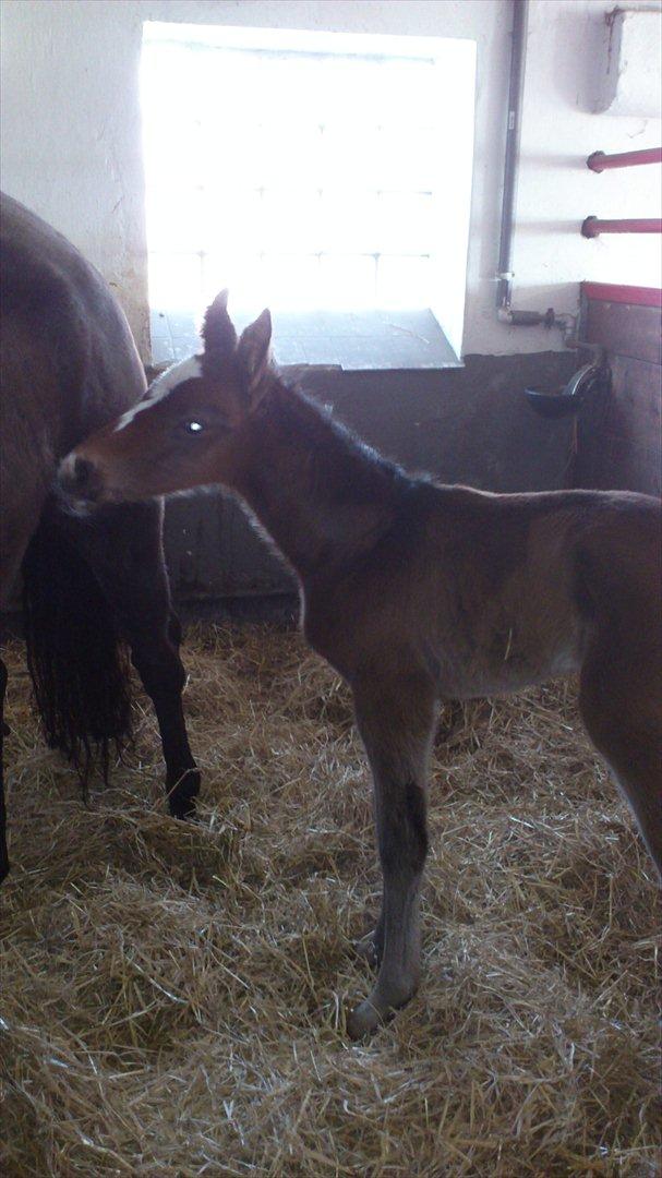 Anden særlig race Capoeira billede 6