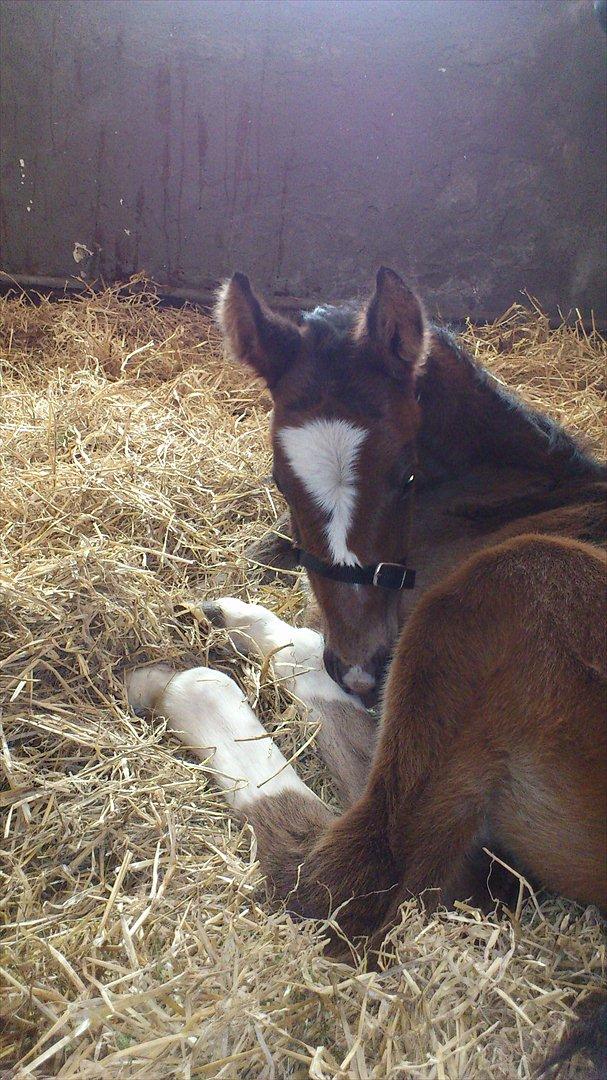 Anden særlig race Capoeira billede 7