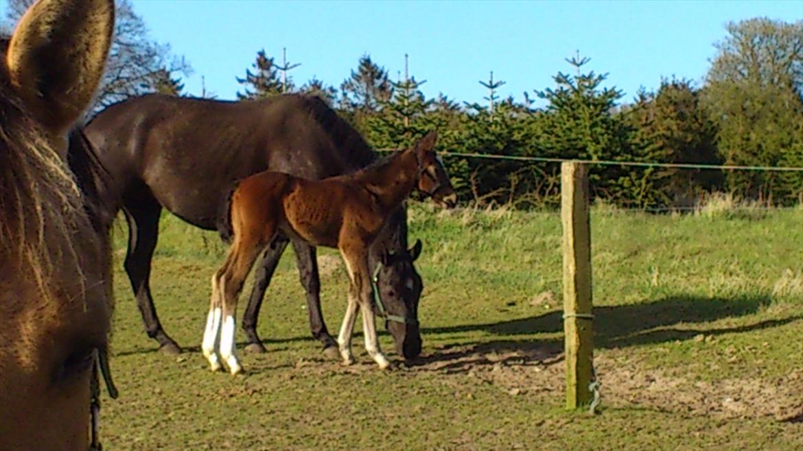 Anden særlig race Capoeira - Første gang udenfor :) billede 9