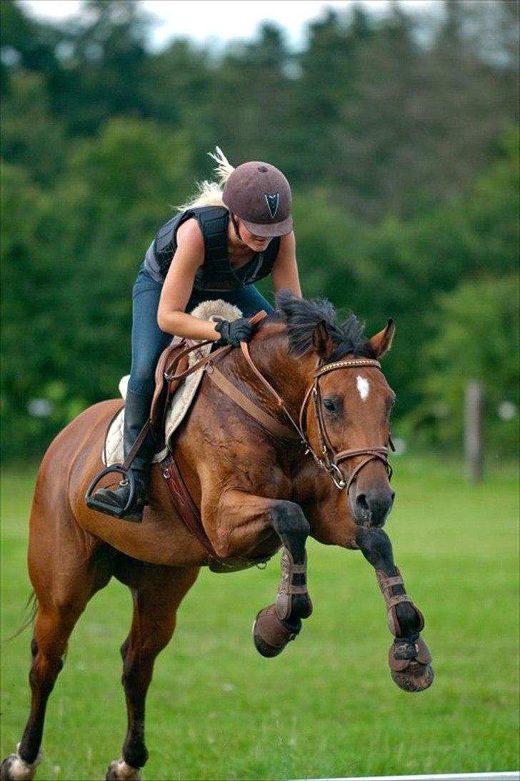 Hollandsk Varmblod Telrite (Rita) - Vandgrav ude ved Robin Grauff billede 19