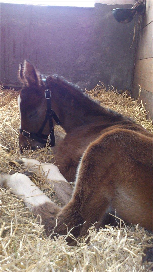 Anden særlig race Capoeira - Det er hårdt at få grime på :) billede 8