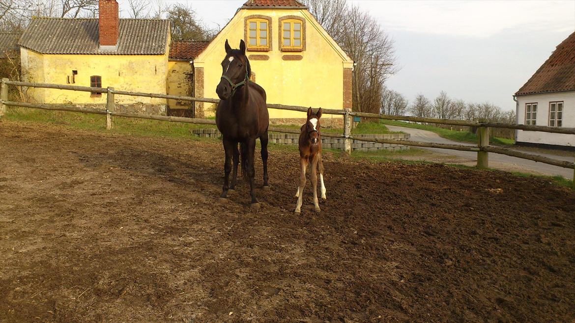 Anden særlig race Capoeira billede 10