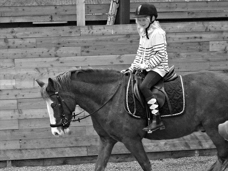 Welsh Pony af Cob-type (sec C) Red Hot Chilli Pepper billede 11