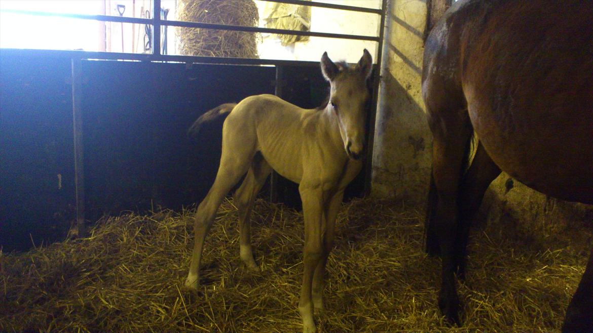 Palomino Mastermind billede 1