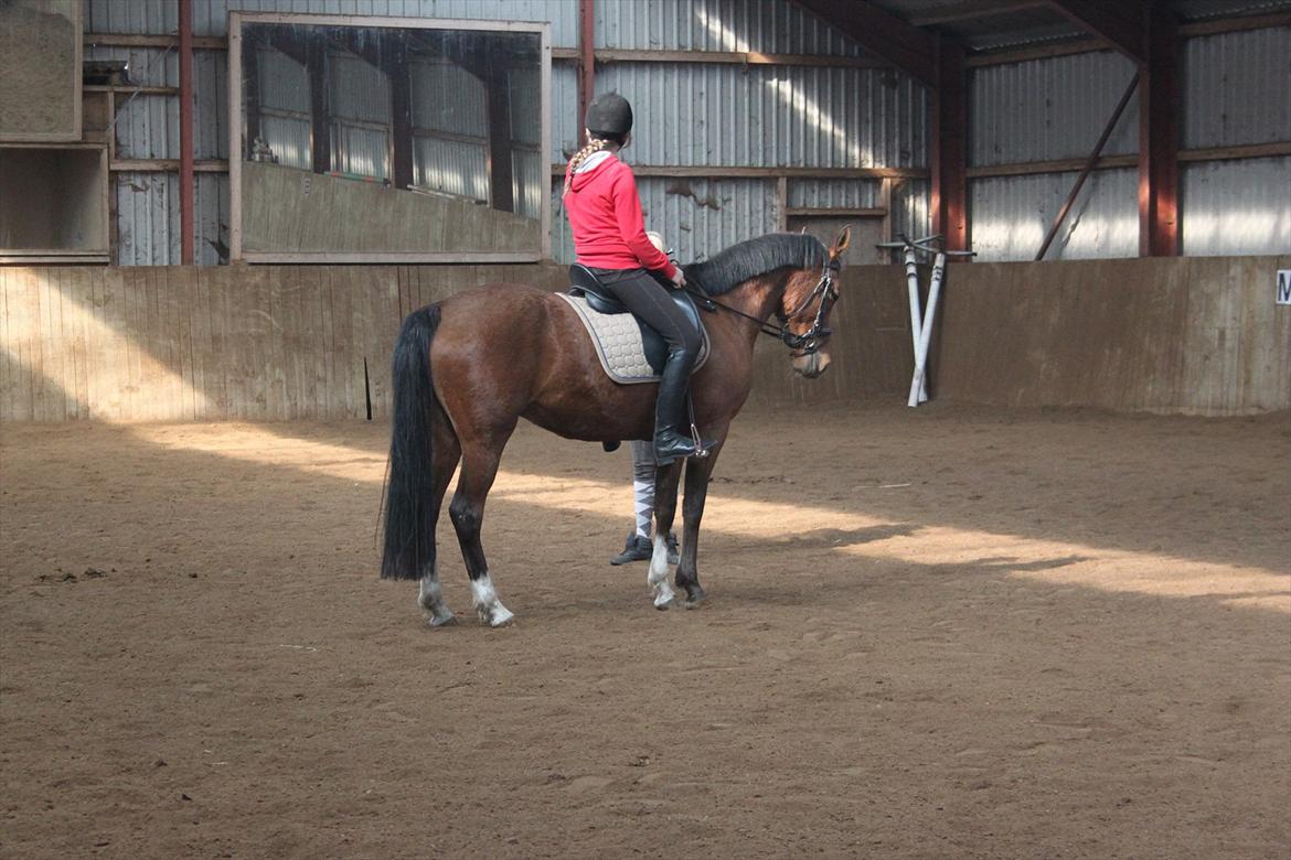 DSP Stald PR's Paula billede 11