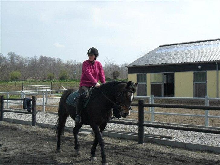 Connemara Limelight billede 13