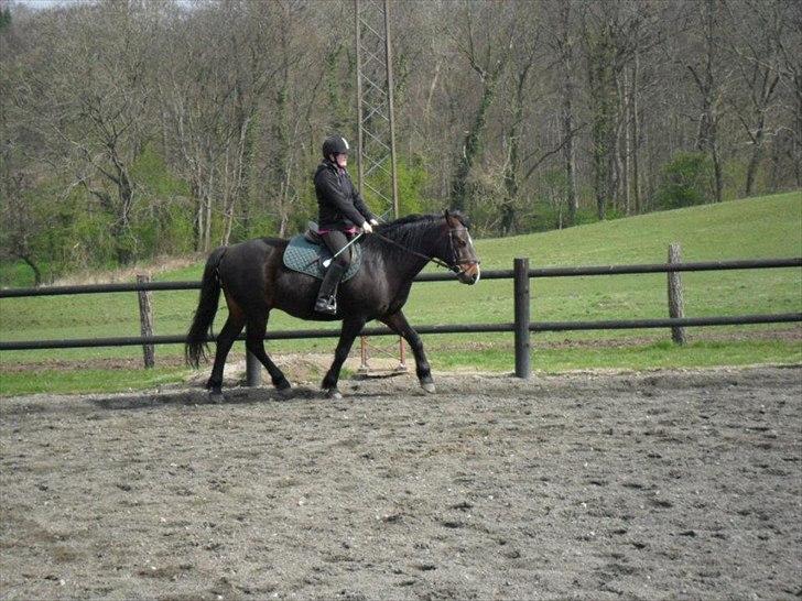 Connemara Limelight billede 14