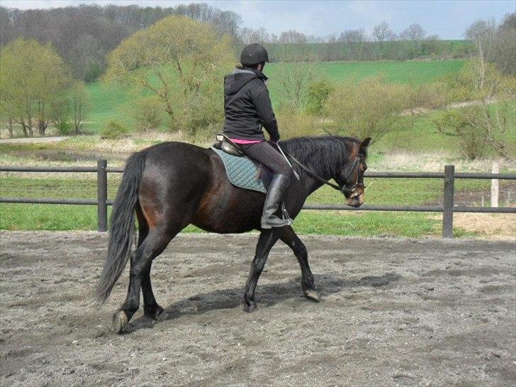 Connemara Limelight billede 16