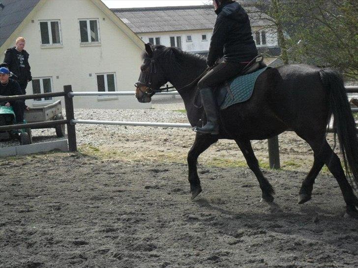 Connemara Limelight billede 17