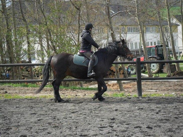 Connemara Limelight billede 18