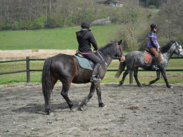 Connemara Limelight billede 19