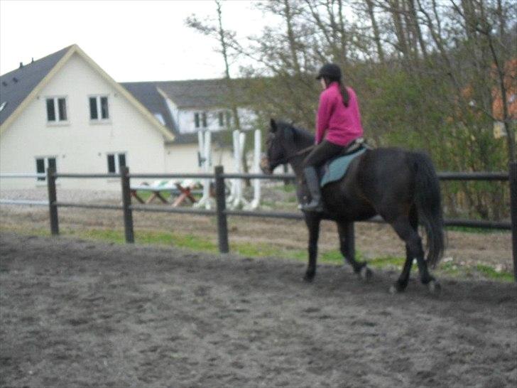 Connemara Limelight billede 20