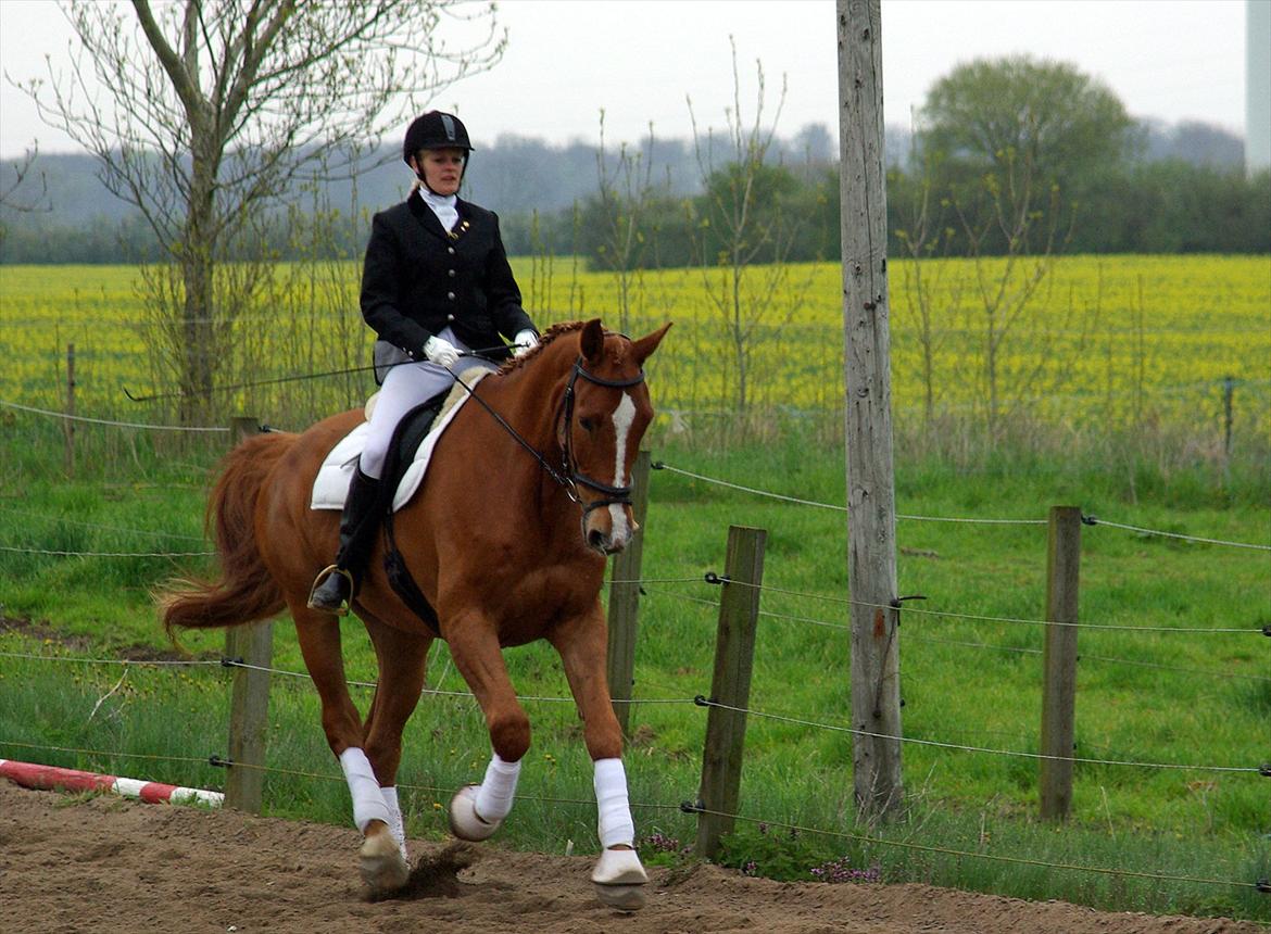 Belgisk varmblod Bocaccio Du Riou - Dressur stævne d.28/4-2012 billede 10