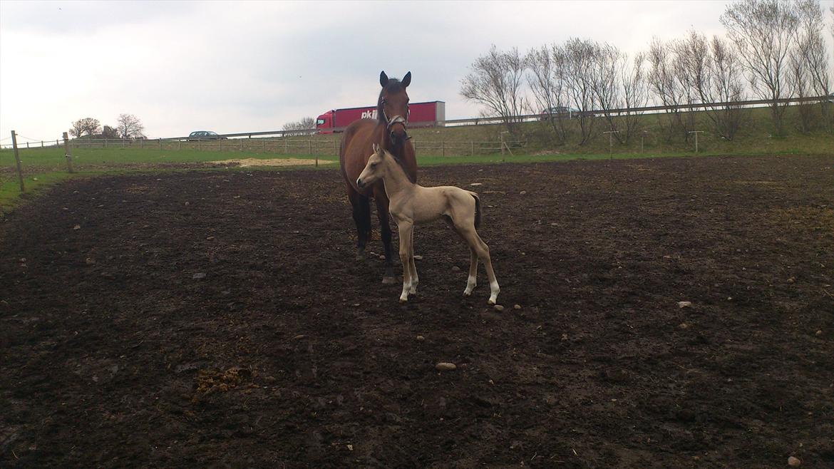 Palomino Mastermind billede 14