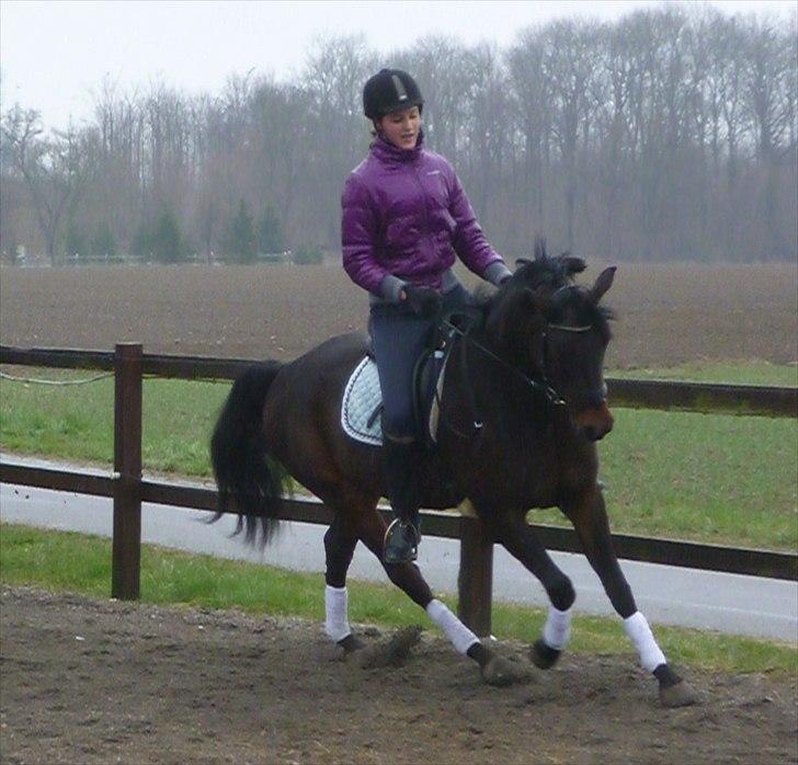 Tysk Sportspony Nyholms mr. Capitol (Nappe) billede 9