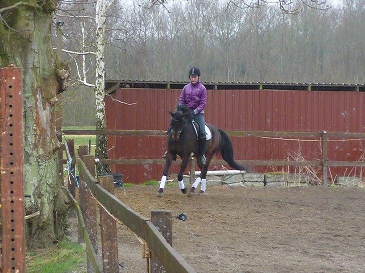 Tysk Sportspony Nyholms mr. Capitol (Nappe) billede 5