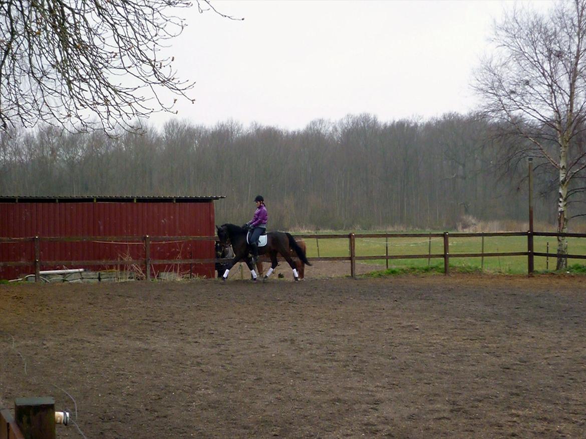 Tysk Sportspony Nyholms mr. Capitol (Nappe) billede 7