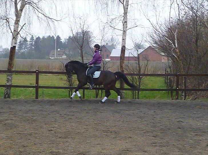 Tysk Sportspony Nyholms mr. Capitol (Nappe) billede 3