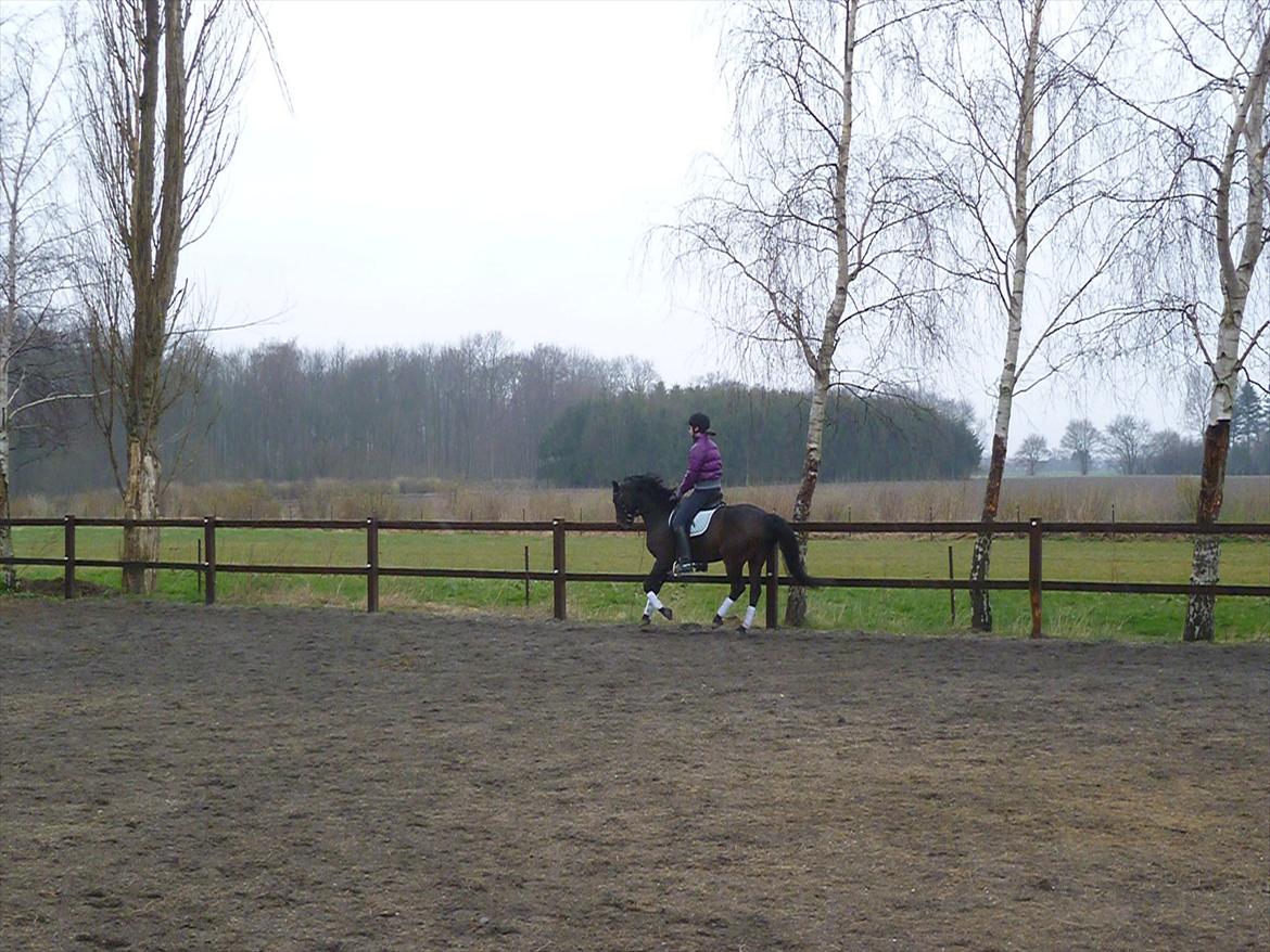 Tysk Sportspony Nyholms mr. Capitol (Nappe) billede 6