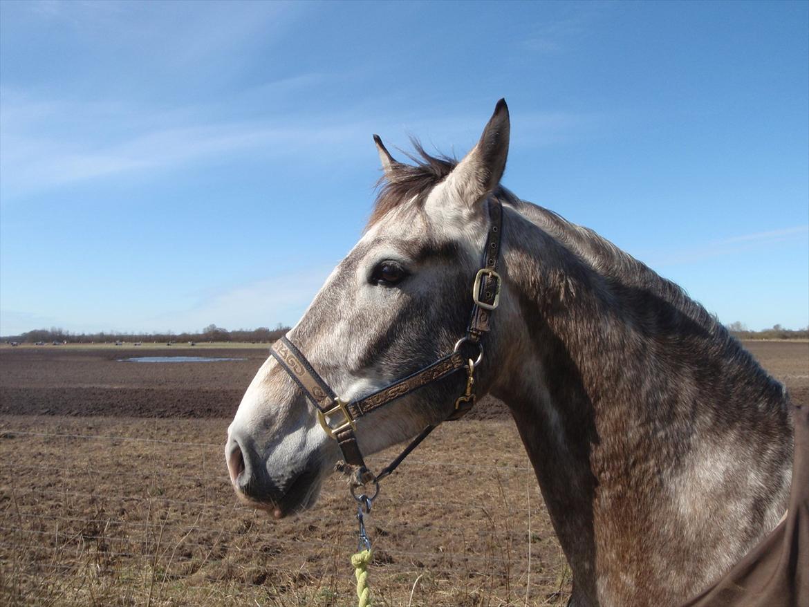 Pura Raza Española Campanero *Æseløre* billede 14