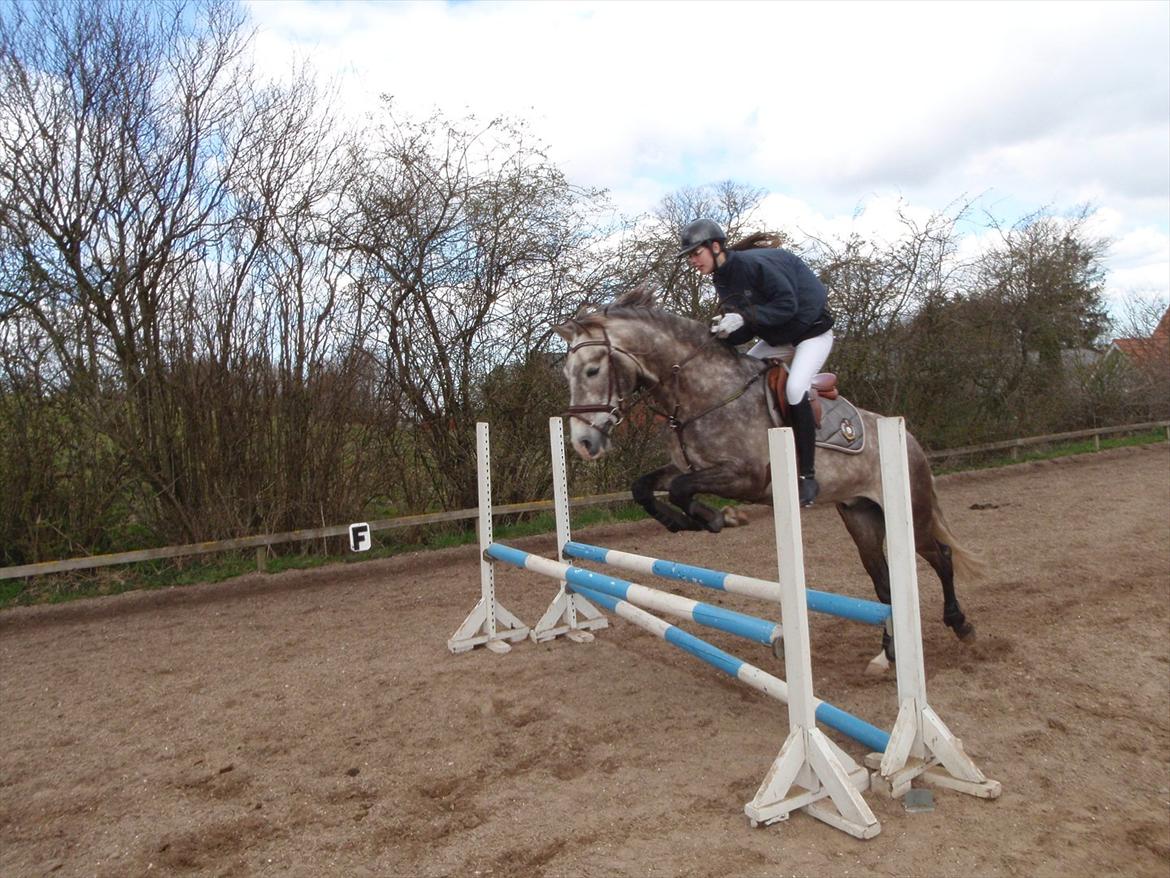 Pura Raza Española Campanero *Æseløre* billede 18