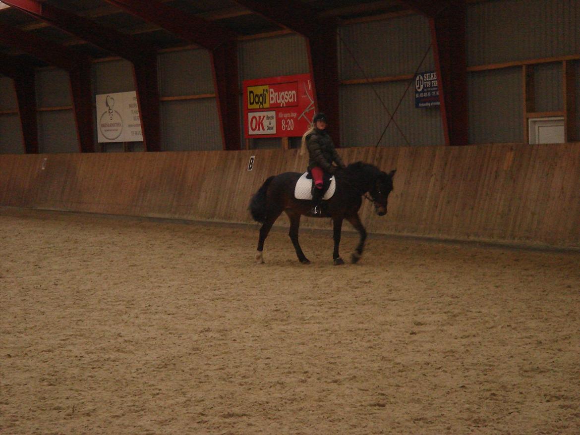 New Forest Langmarksgaards Nancerré - Dressur træning:3 billede 8