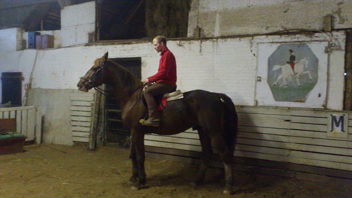 Hollandsk Varmblod CALDOS billede 13