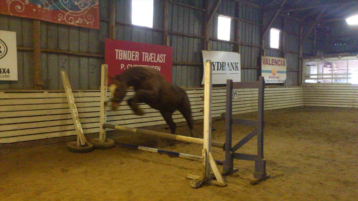 Hollandsk Varmblod CALDOS billede 14