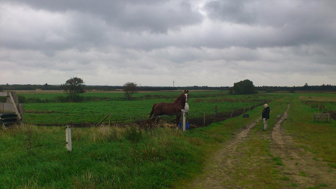 Hollandsk Varmblod CALDOS billede 15