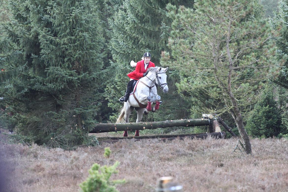 Dansk Varmblod Winzal Star - MJJR jagt 27/5-2012 billede 2