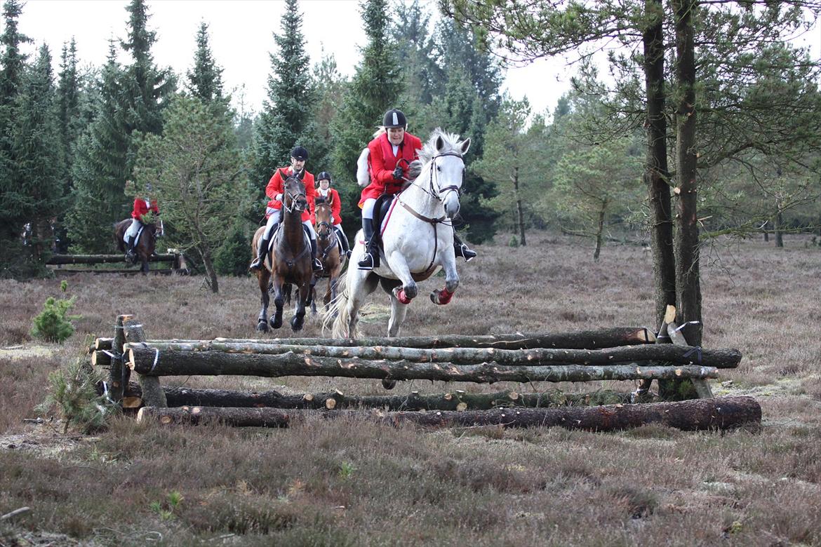 Dansk Varmblod Winzal Star - MJJR jagt 27/5-2012 billede 12