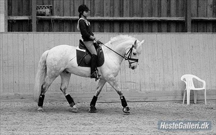 Connemara Maskenkol's Calimero *Tidl. Part* - Dressur med Anna(ejer) det går fremad:-D billede 19