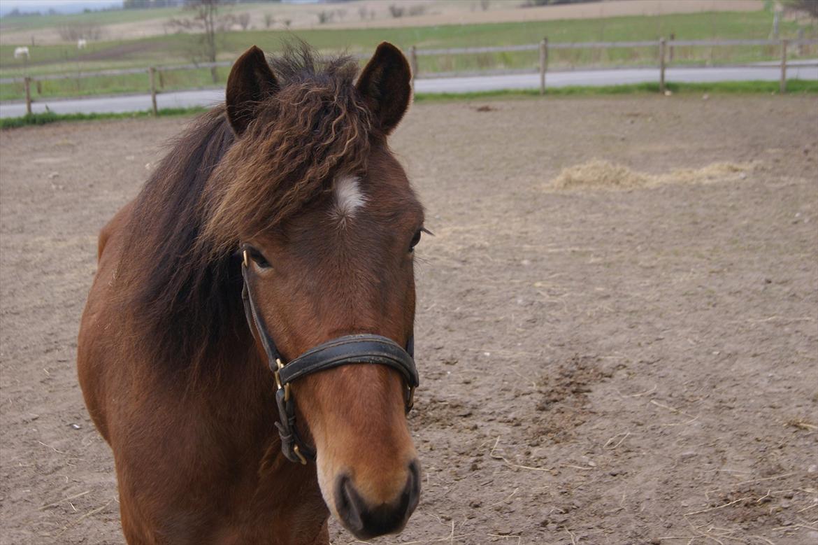 Gotlandsruss Gabriel Gross billede 3