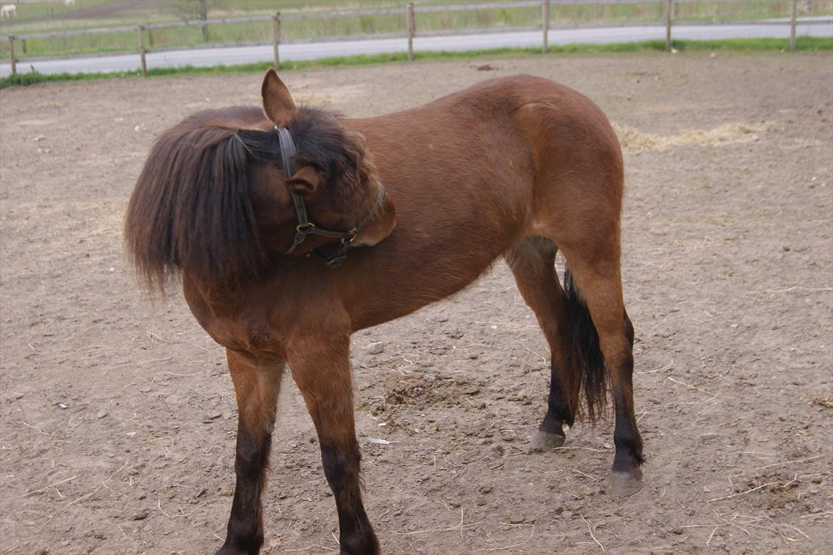 Gotlandsruss Gabriel Gross billede 4