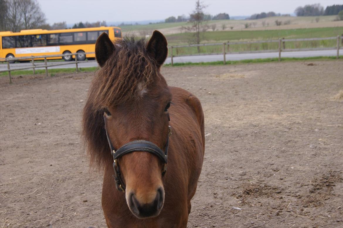 Gotlandsruss Gabriel Gross billede 5