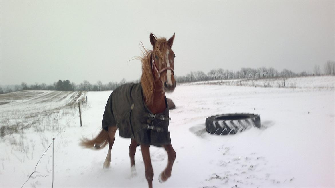 Traver Olympia Hanover billede 11