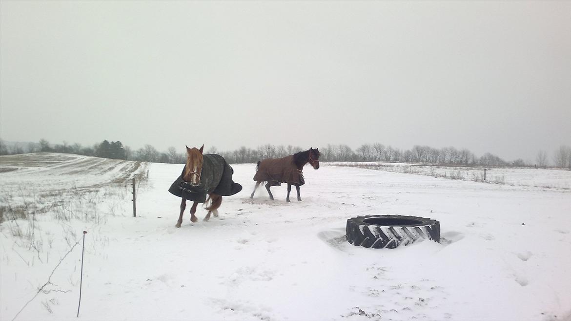 Traver Olympia Hanover billede 12