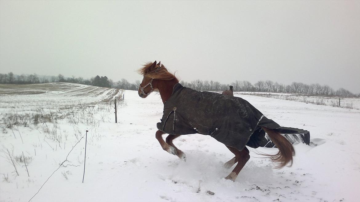 Traver Olympia Hanover billede 13