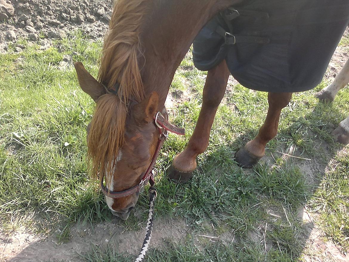 Traver Olympia Hanover billede 14