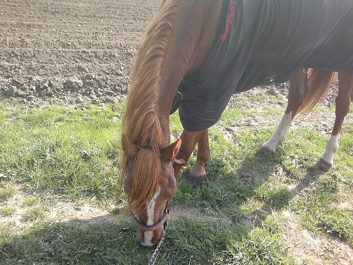 Traver Olympia Hanover billede 15