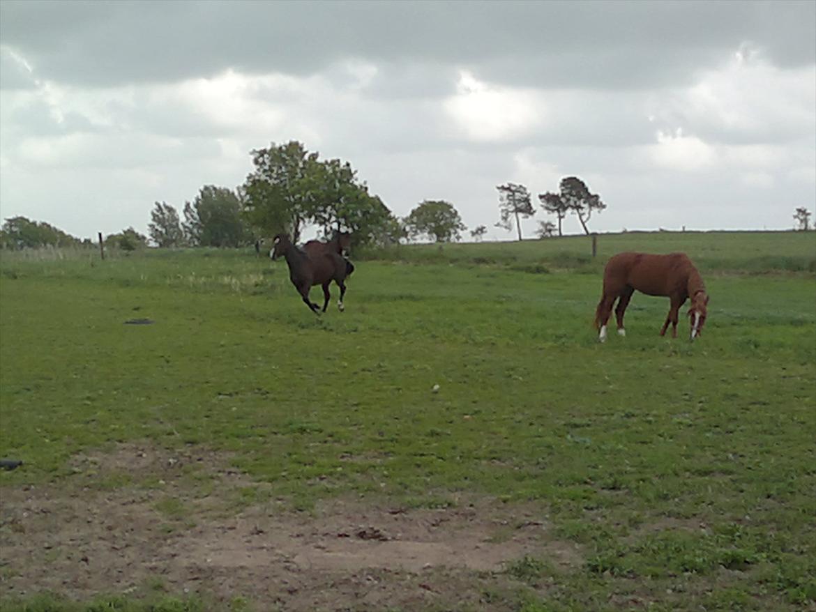 Traver Olympia Hanover billede 16