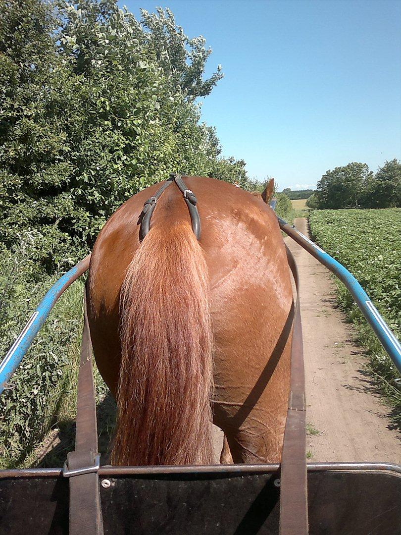 Traver Olympia Hanover billede 17