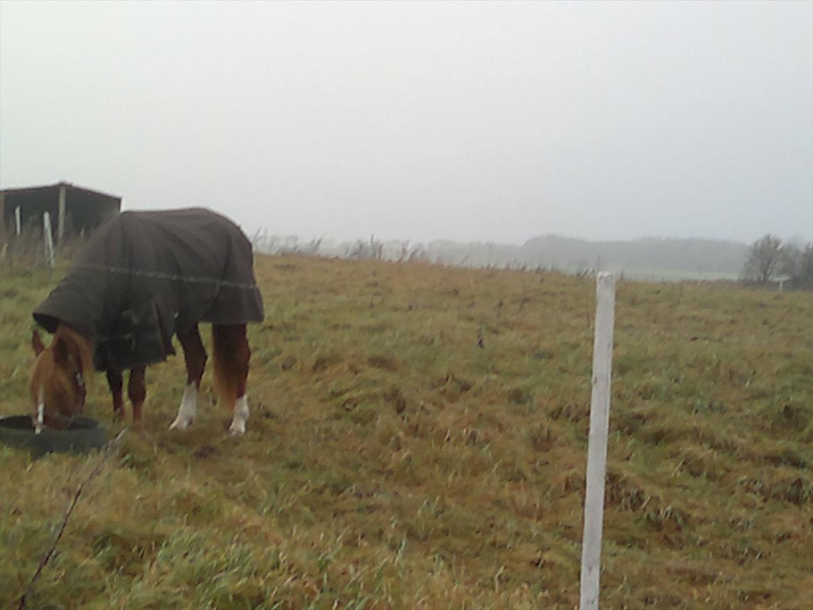 Traver Olympia Hanover billede 18