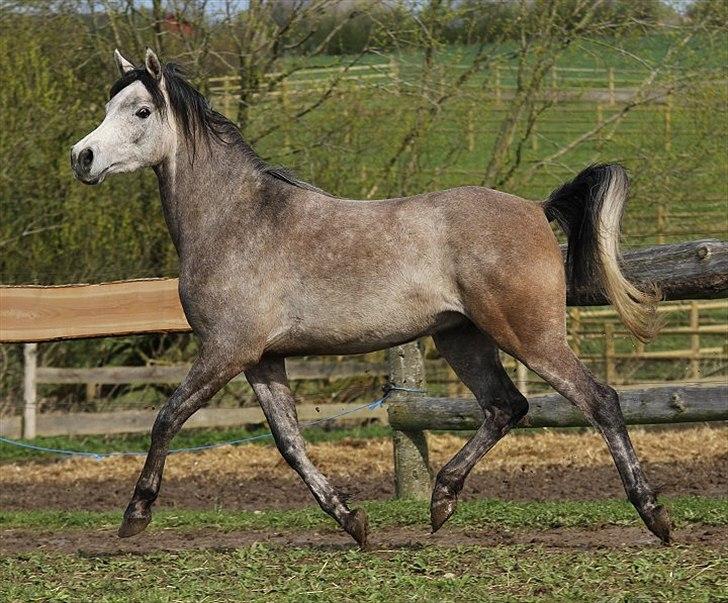 Arabisk fuldblod (OX) Kamal Al Hayat * SOLGT *  billede 15