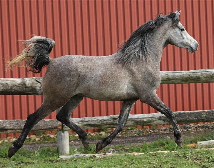 Arabisk fuldblod (OX) Kamal Al Hayat * SOLGT *  billede 17