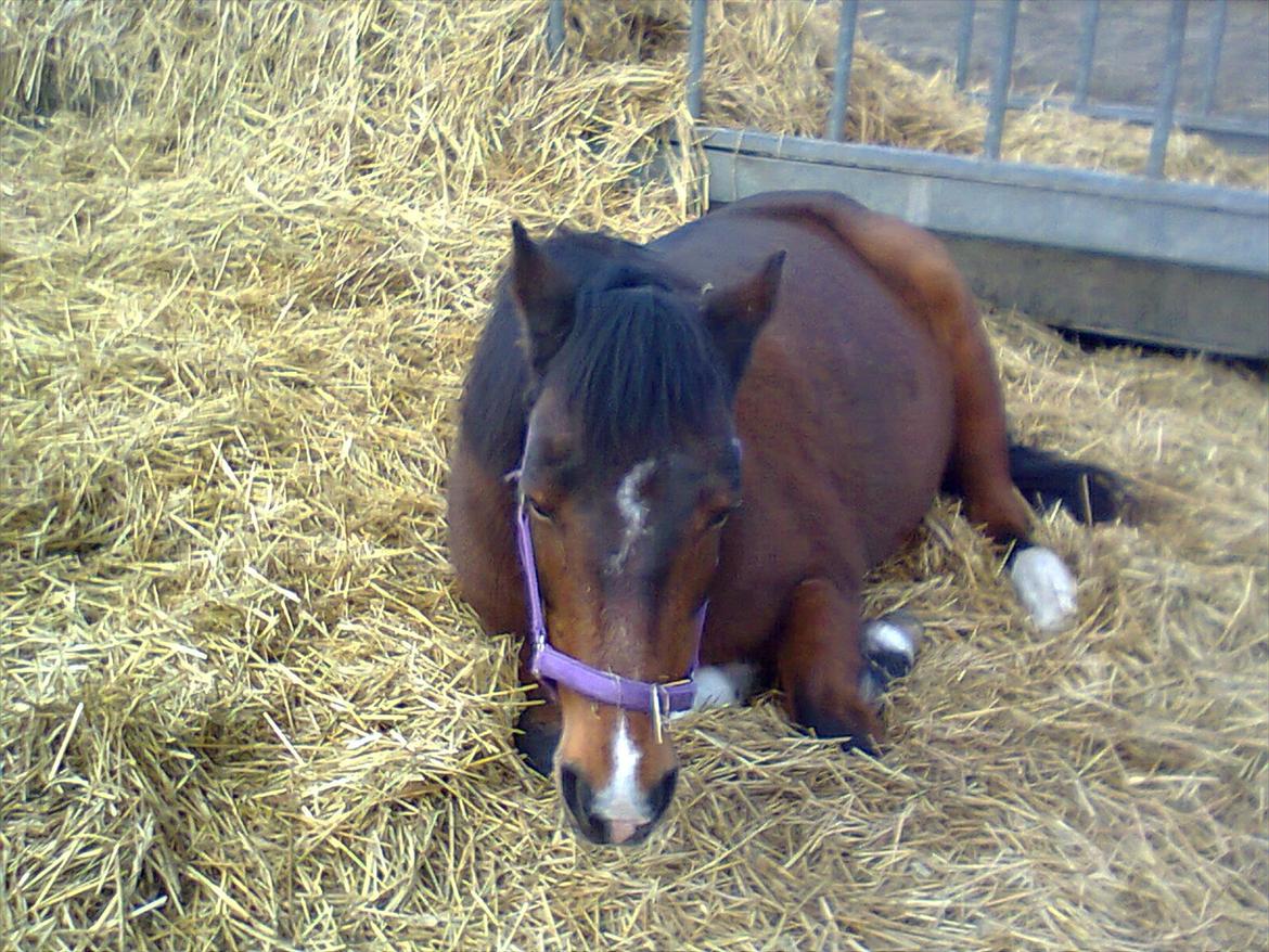 Anden særlig race Sanne. billede 20