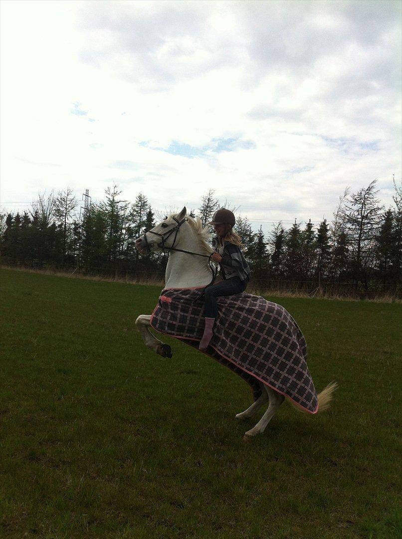 Anden særlig race * Cirkeline * # Min tøz # <3 - Velkommen til Cirkeline's profil (:
Fotograf: Mathilde (: billede 1