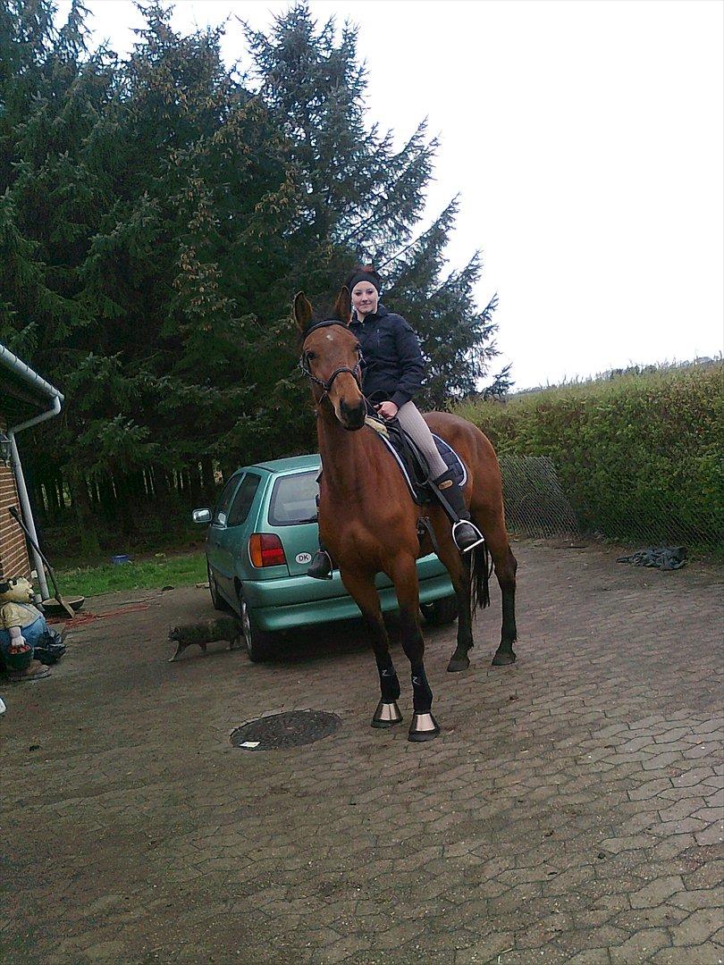 Dansk Varmblod Star billede 13