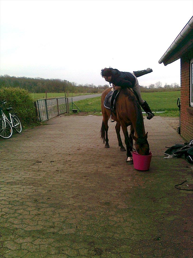 Dansk Varmblod Star billede 14